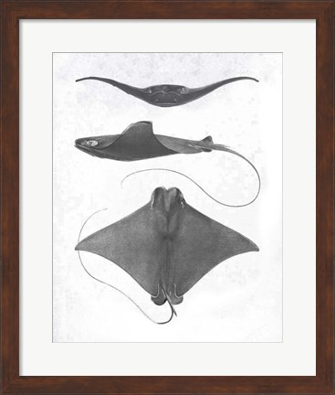 Framed Grey-Scale Stingrays II Print