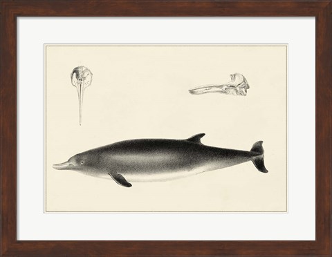 Framed Antique Dolphin Study I Print