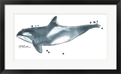 Framed Cetacea Orca Whale Print
