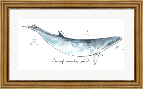 Framed Cetacea Dwarf Minke Whale Print