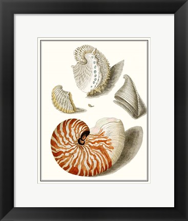 Framed Collected Shells I Print