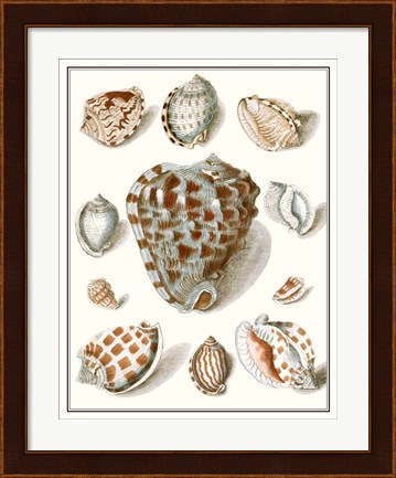 Framed Collected Shells VIII Print