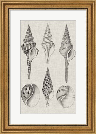 Framed Charcoal &amp; Linen Shells II Print
