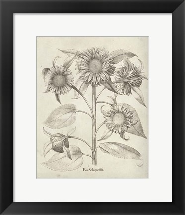 Framed Fresco Sunflower II Print