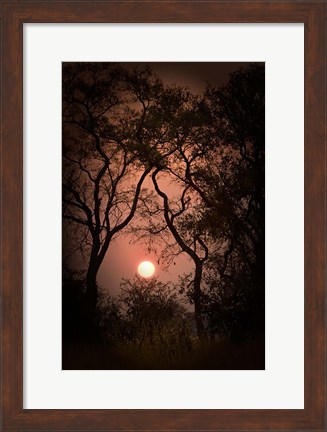 Framed Okavango Delta, Botswana Sunset Behind Tall Trees Print