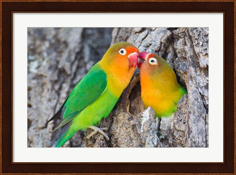 Framed Two Fischer&#39;s Lovebirds Nuzzle Each Other, Tanzania Print