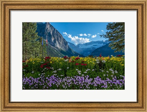 Framed Wildflowers In Banff National Park Print