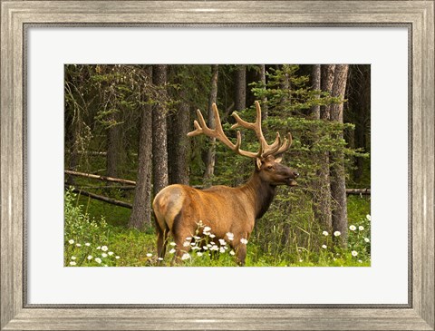 Framed Bull Elk, Bow Valley Parkway, Banff National Park, Alberta, Canada Print