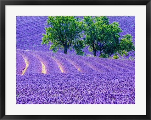 Framed France, Provence, Lavender Field On The Valensole Plateau Print