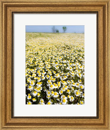 Framed Chamomile Field (Matricaria Chamomilla), Hortobagy National Park In Spring Hungary Print