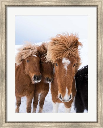 Framed Icelandic Horses With Typical Thick Shaggy Winter Coat, Iceland 12 Print