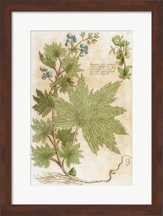 Framed Aconitum Seventeenth-Century Engraving In Bibliotheca Pharmaceutica-Medica Print