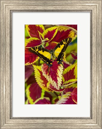Framed Orange Kite Swallowtail Butterfly Print