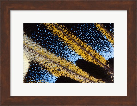 Framed Close-Up Detail Wing Pattern Of Tropical Butterfly Print