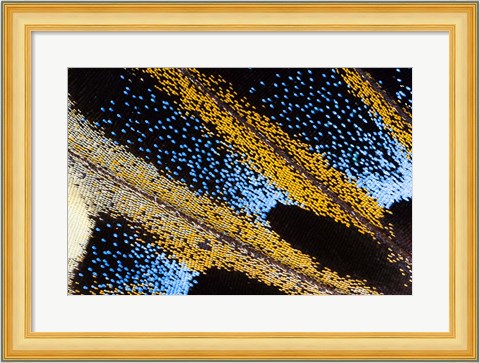 Framed Close-Up Detail Wing Pattern Of Tropical Butterfly Print
