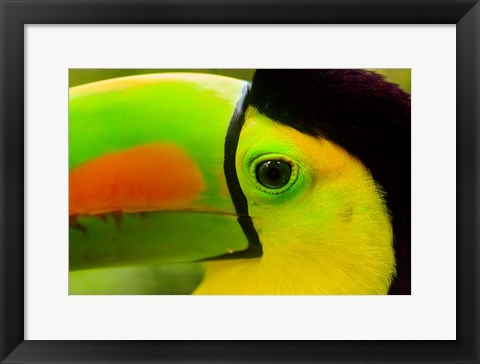 Framed Keel-Billed Toucan, Belize City, Belize Print