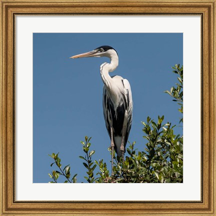 Framed Brazil, Pantanal, Cocoi Heron Print
