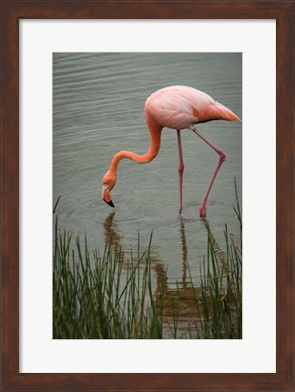 Framed Greater Flamingo, Punta Moreno Isabela Island Galapagos Islands, Ecuador Print