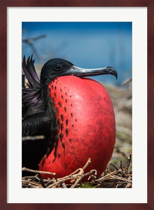 Framed Magnificent Frigatebird Male With Pouch Inflated, Galapagos Islands, Ecuador Print