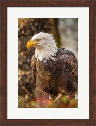 Framed Alaska, Chilkat Bald Eagle Preserve Bald Eagle On Ground Print