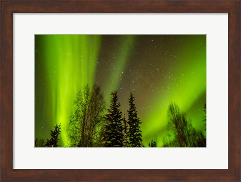 Framed Alaska Aurora Borealis Over Forest Print