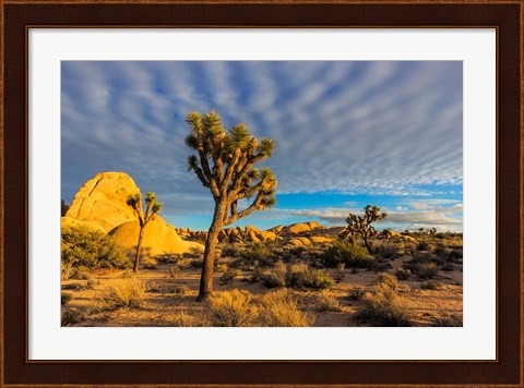 Framed Joshua Tree National Park, California Print