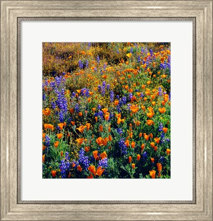 Framed Douglas Lupine And California Poppy In Carrizo Plain National Monument Print
