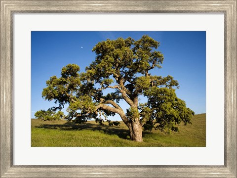 Framed California, Cottonwood Tree Print