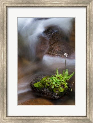 Framed Flowering Fern With A Rushing Stream Print