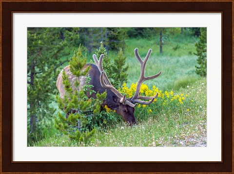 Framed Bull Elk Grazing In Rocky Mountain National Park Print