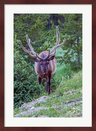 Framed Bull Elk In The Rocky Mountain National Park Forest Print