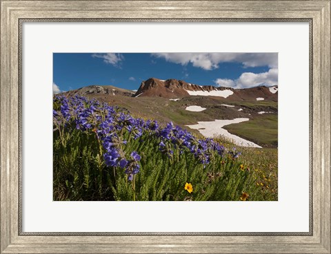 Framed Wildflowers On Cinnamon Pass Print