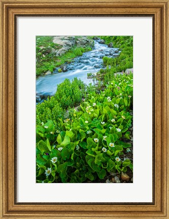 Framed Stream Cascade With Spring Marigolds, Colorado Print