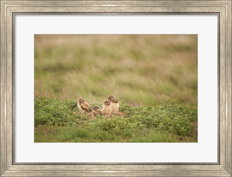Framed Burrowing Owl Babies At Sunrise Print