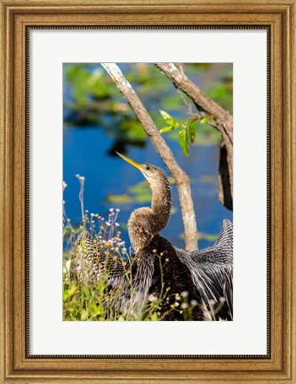 Framed Anhinga In Everglades NP, Florida Print