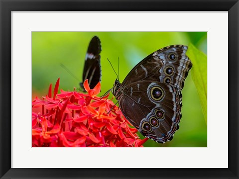 Framed Blue Morpho Butterfly On A Flower Print