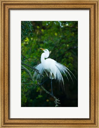 Framed Egret In Breeding Plumage Print