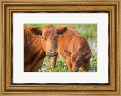 Framed Close-Up Of Red Angus Cow Print