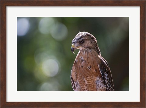 Framed Portrait Of A Perched Hawk Print