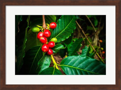 Framed Red Kona Coffee Cherries On The Vine, Hawaii Print