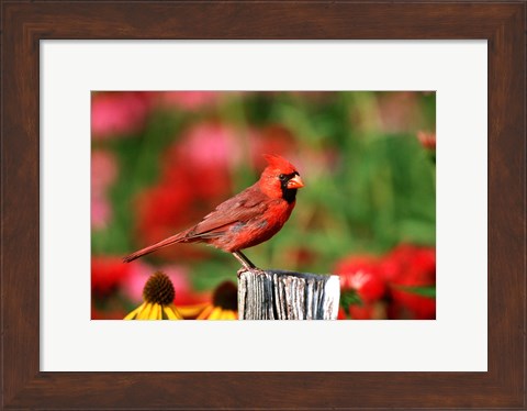 Framed Northern Cardinal On A Fence Post, Marion, IL Print