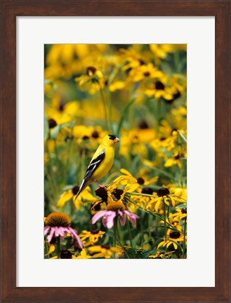 Framed American Goldfinch On Black-Eyed Susans, Illinois Print