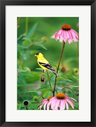 Framed American Goldfinch On Purple Coneflower, Illinois Print