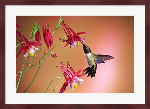 Framed Ruby-Throated Hummingbird On Crimson Star Columbine Print