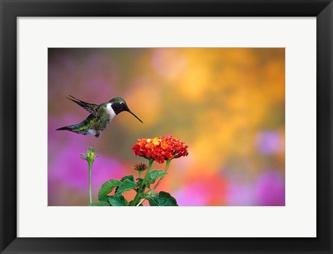 Framed Ruby-Throated Hummingbird At Dallas Red Lantana Print