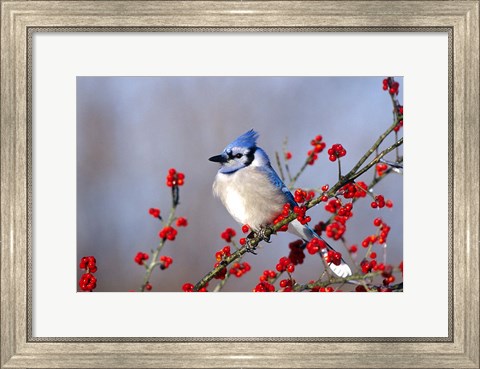 Framed Blue Jay In Icy Green Hawthorn Tree Print