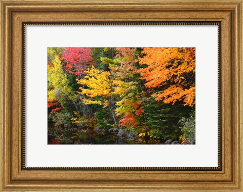 Framed Autumn Trees Along The Sheepscot River, Maine Print