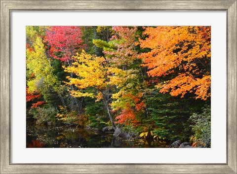 Framed Autumn Trees Along The Sheepscot River, Maine Print