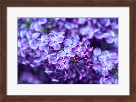 Framed Close-Up Of A Purple Lilac Tree, Arnold Arboretum, Boston Print