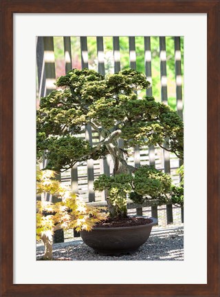 Framed Bonsai Tree, Arnold Arboretum Print